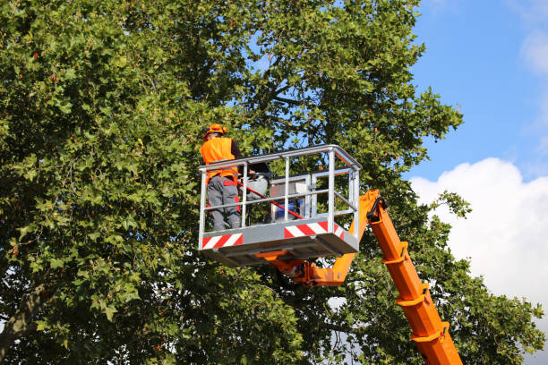 How Our Tree Care Process Works  in Kotzebue, AK